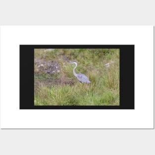 A lone Great Blue Heron Posters and Art